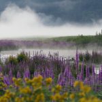 Neža Zajc – Jasna kri